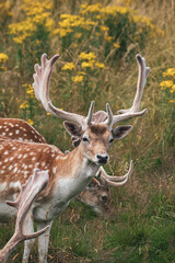 Deers on Wollanton Park, Nottingham 