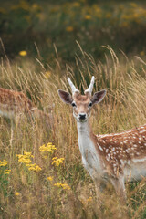 Deers on Wollanton Park, Nottingham 