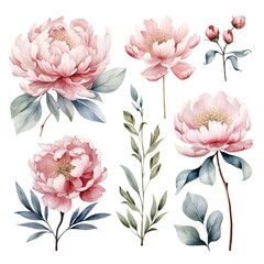 Watercolor illustration of delicate pink peonies with leaves.