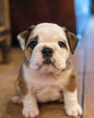 Bulldog puppy indoor portrait