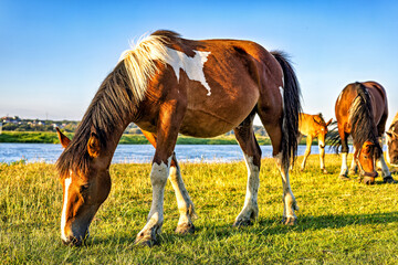 A horse grazes on the river bank, brightly lit by the sun.