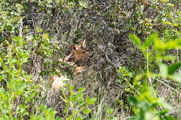 Up close of a baby fawn hidden in the bushes in South Dakota Badlands