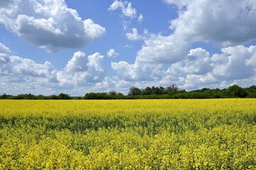The meadow