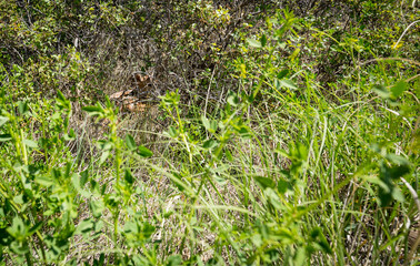 Up close of a baby fawn hidden in the bushes in South Dakota Badlands