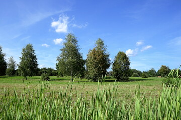 Obraz premium Field harmony.