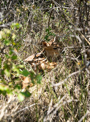 Up close of a baby fawn hidden in the bushes in South Dakota Badlands