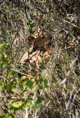 Up close of a baby fawn hidden in the bushes in South Dakota Badlands