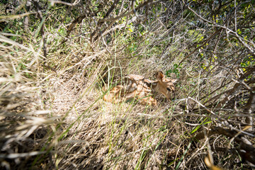 Up close of a baby fawn hidden in the bushes in South Dakota Badlands