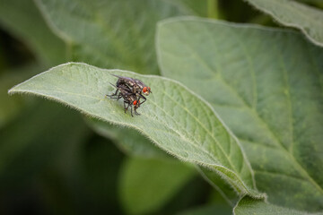 Mating Sarcophaga flies. A couple of European common flesh flies on a soya leaf. Close-up of a two flesh flies mating on a green leaf