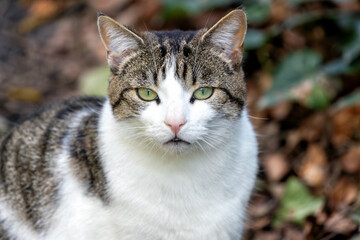 Tabby Cat (Felis catus) in Urban and Suburban Environments Worldwide