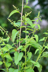 In nature, as a weed grows multi-seeded goosefoot (Lipandra polysperma)