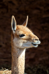 Obraz premium Vicuna (Vicugna vicugna) in the Andean Highlands of South America
