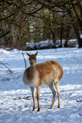 Vicuna (Vicugna vicugna) in the Andean Highlands of South America