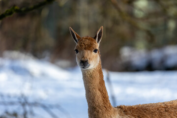 Vicuna (Vicugna vicugna) in the Andean Highlands of South America