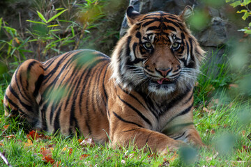 Obraz premium Sumatran Tiger (Panthera tigris sumatrae) in the Rainforests of Sumatra, Indonesia