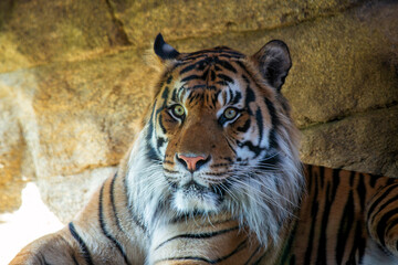 Sumatran Tiger (Panthera tigris sumatrae) in the Rainforests of Sumatra, Indonesia