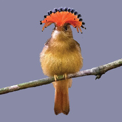 colorful bird sitting on a branch of a tree