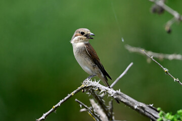 junger Neuntöter // young Red-backed shrike (Lanius collurio) 