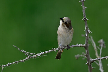 junger Neuntöter // young Red-backed shrike (Lanius collurio) 