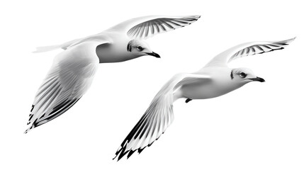 Obraz premium seagulls white birds in flight isolated on transparent background, png
