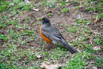 adventure climbing high wire park - people on course in mountain helmet