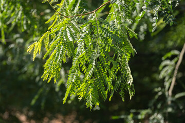 Gleditsia triacanthos tree branches and leaves