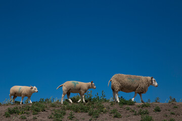 Obraz premium Three cute sheep follow each other against of a bright blue sky background.