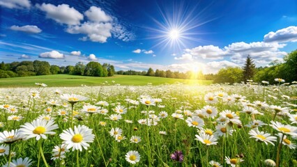 Spring meadow with wild daisies under sunny blue sky, Spring, meadow, wildflowers, daisies, sunny, colorful, natural