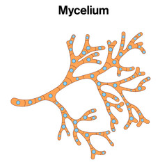 Detailed Structure of Mycelium: Comprehensive Vector Illustration for Fungal Biology, Mycology, and Environmental Science on White Background