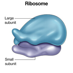Detailed Structure of Prokaryotic Ribosome: Vector Illustration for Cell Biology and Molecular Genetics on White Background