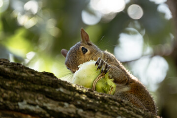 squirrel eating on a tree