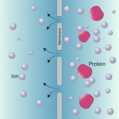 Detailed Mechanism of Dialysis: Comprehensive Vector Illustration for Medical and Biological Processes on White Background