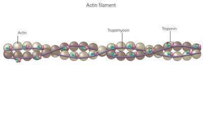 Detailed Structure of Actin Filament with Troponin, Tropomyosin, and Associated Components: Comprehensive Vector Illustration for Muscle Biology and Cellular Mechanisms