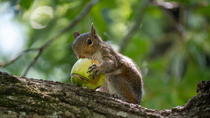 squirrel eating on a tree
