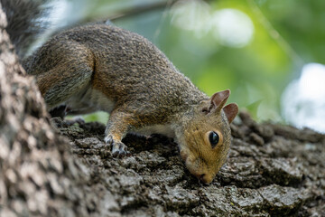 squirrel on a tree