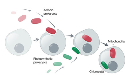 Mitochondria and Chloroplast Symbiotic Association with Cell, Evolutionary Entry Mechanism: Vector Illustration for Cellular Biology and Evolution on White Background
