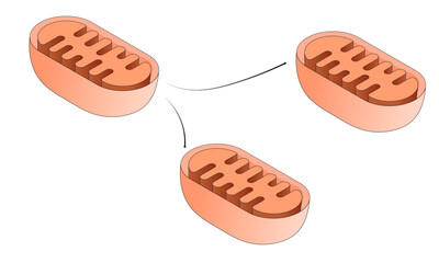 Division of Mitochondria in the Cell: Detailed Vector Illustration of Mitochondrial Fission and Cellular Biogenesis on White Background for Scientific Research and Education
