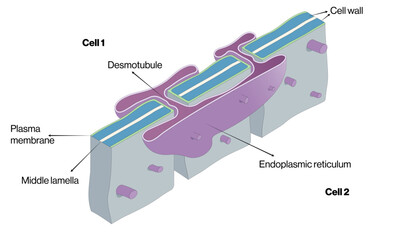 Detailed Structure of Plasmodesmata: Comprehensive Vector Illustration for Plant Cell Communication and Biological Research on White Background
