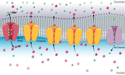 Mechanism of Generation of Resting Membrane Potential: Detailed Vector Illustration for Neurobiology and Cell Physiology on White Background