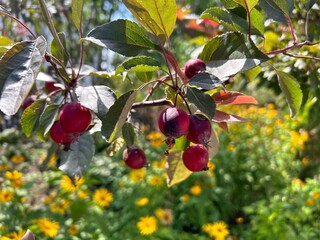 horizontal photo with small red paradise apples on a branch near a tree trunk close-up harvest during abnormally hot summer in Europe