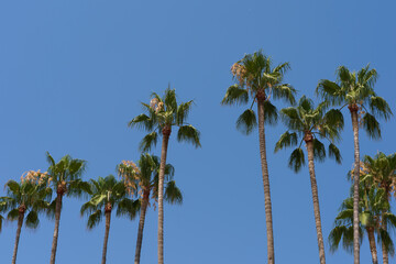 Obraz premium Tropical palm trees against a blue sky, photo with copy space.