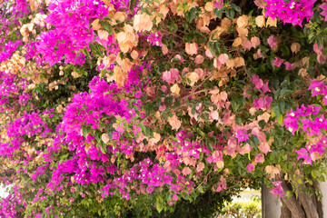 Fototapeta premium A vibrant tapestry of pink and cream bougainvillea flowers in full bloom