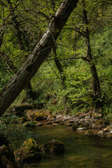 stream in the forest