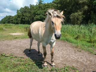 Konik horses - Konikpaarden Weerribben-de Wieden Wanneperveen © HollandPhotostock.nl