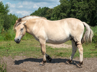 Fototapeta premium Konik horses - Konikpaarden Weerribben-de Wieden Wanneperveen