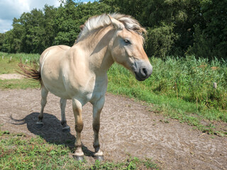Obraz premium Konik horses - Konikpaarden Weerribben-de Wieden Wanneperveen