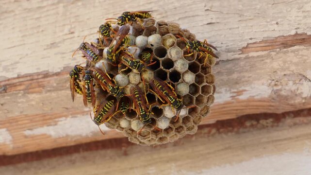 Wasp nest time lapse. Wasp larvae infest the honeycombs. Vespula vulgaris wasps swarming in honeycombs, feeding larvae. 