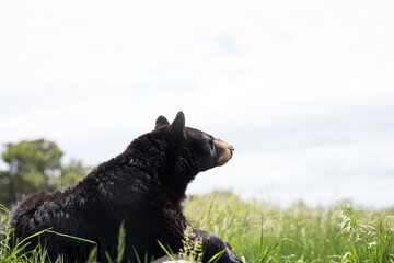 Large adult black bear looking stoic while resting on a rock in Bear Country USA in Rapid City,...