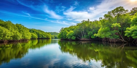 Tranquil summer day at the lush mangrove forest, mangroves, trees, nature, green, tropical, water, ecosystem, wildlife