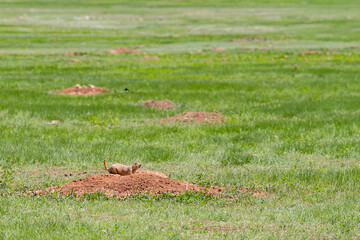 Prairie dogs playing by their burrows in Custer State Park, South Dakota